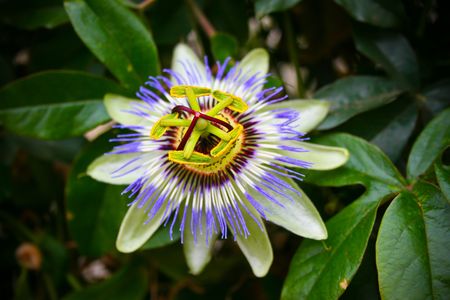 Chilean exotic flowerの写真素材