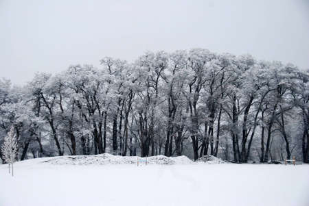 Line of Snow-Covered Oak Trees in Winterの写真素材