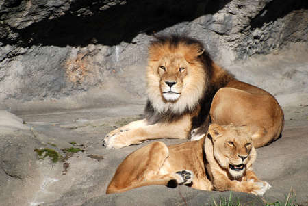 Male and Female Lions Basking in the Sunの写真素材