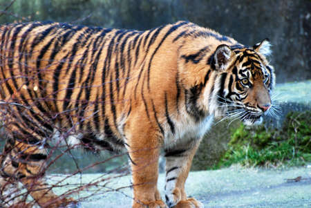 Intense Staring Tigerの写真素材