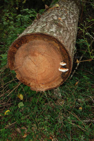 Freshly Cut Tree Trunk with Mushroom Growthの写真素材