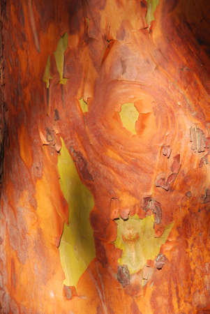 Madrona Tree Bark Closeup of Textureの写真素材