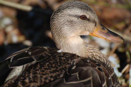 Closeup of Northwest Brown Duck の写真素材