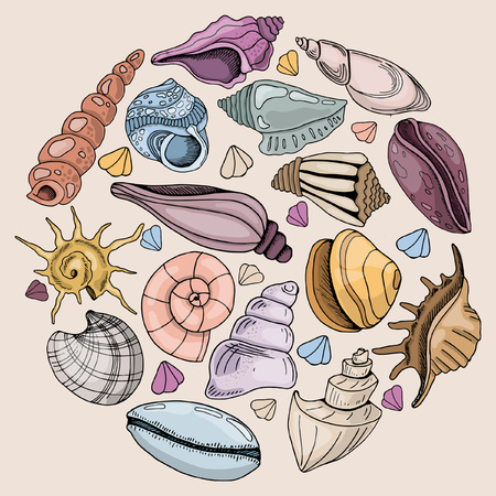 seashells set colorful design, vector illustrationのイラスト素材