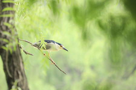 A night-heron on a perch concentrated on the water surface below.