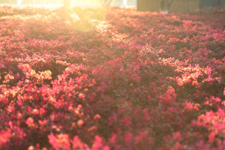 Warm light,warm flowers. Sunlights at sunset casting over a cluster of loropetalum chinense var....