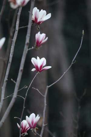 Magnolia soulangeana Soul.-Bod. flowers lining up vertically against a dark background in spring.の写真素材