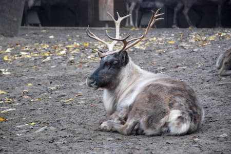 Reindeerの写真素材