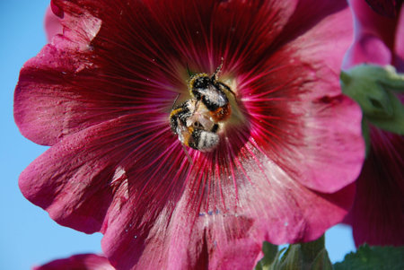 Flower and Beesの写真素材