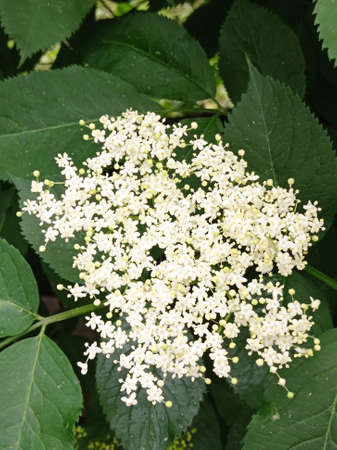 White elderberry flowers in green leaves.