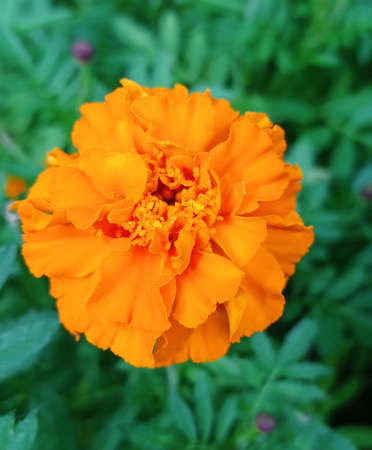 Orange marigold among the green grass.