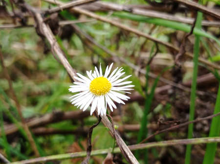 Blooming chamomile in autumn among the drying grass.