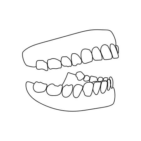 Human jaw with teeth, human mouth model, vector outline illustration for design and creativityのイラスト素材