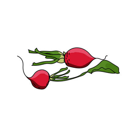 Two red radishes with green leaves, vegetable set, vector hand draw illustration for design and creativityのイラスト素材