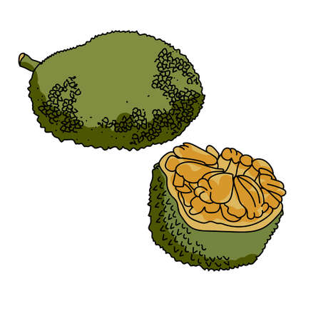 Jackfruit set of whole and cut green tropical fruit, hand draw vector illustration for design and...