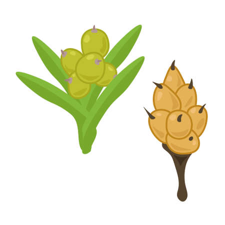 bromeliad penguin fruit, inflorescences of hard oblong fruits vector illustrationのイラスト素材