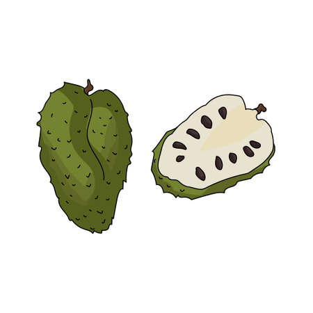 guanabana fruit, tropical sausep, large green fruit with dark seeds and light flesh vector illustrationのイラスト素材