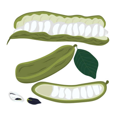 Guaba tropical fruit on a white background, ice cream beans in a closed and open pod vector illustrationのイラスト素材