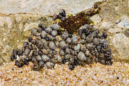 A group of small dark shells with spiral shells lies on a rock closely pressed together at low tide....