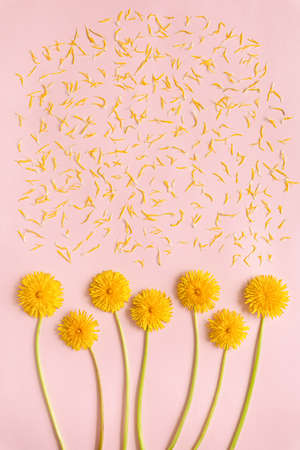 Blooming yellow dandelion flowers with petals on pink paper background flat lay with copy space....