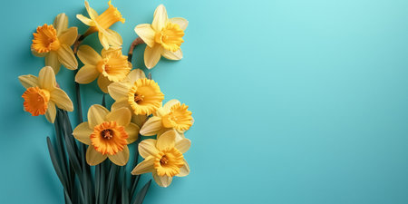 Three fresh blooming flowers yellow daffodils isolated on blue background with copy space, bright spring banner.の素材