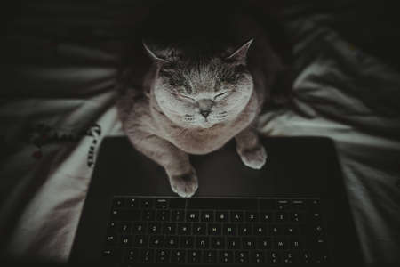 British cat works behind a laptop in bed long into the night, Wallpaper, Night-night, working home, cat life, British Shorthair catの写真素材