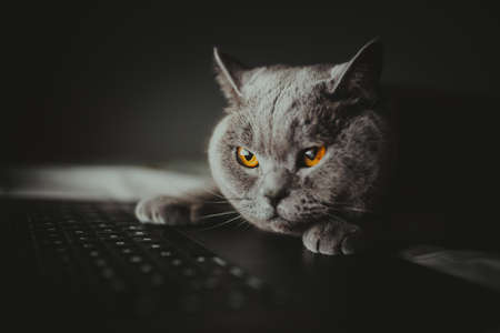 British cat works behind a laptop in bed long into the night, Wallpaper, Night-night, working home, cat life, British Shorthair catの写真素材