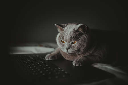 British cat works behind a laptop in bed long into the night, Wallpaper, Night-night, working home, cat life, British Shorthair catの写真素材