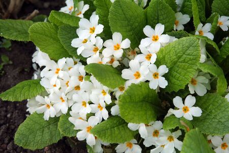 Primroseの写真素材