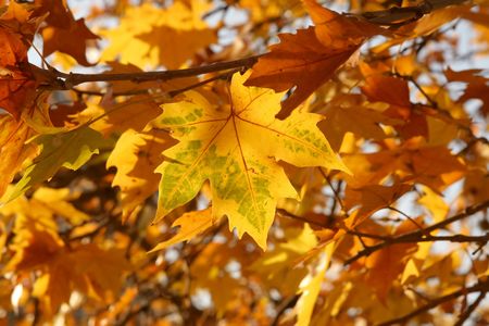 autumn leafsの写真素材