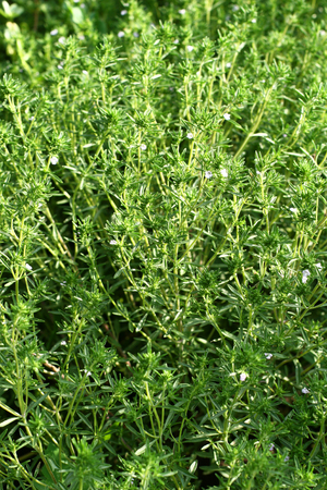 Fresh savory good for natural background. savory herbの写真素材