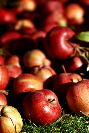 A lot of red apples on a green meadow. Organic apples placed on green grass. Close up of applesの写真素材