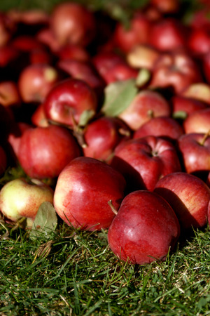 A lot of red apples on a green meadow. Organic apples placed on green grass. Close up of applesの写真素材