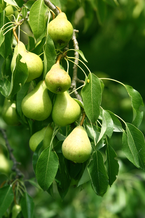 Branch of wood piled with pears. A tree of a garden full of ripe pears.の写真素材