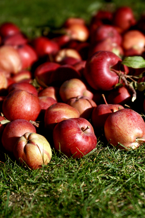 A lot of red apples on a green meadow. Organic apples placed on green grass. Close up of applesの写真素材
