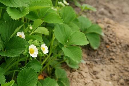 Strawberry blooms grows in the garden, organic fruit. Strawberry bushes with white flowers. Close-up shot.の写真素材