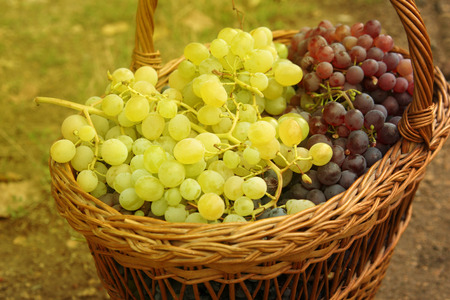 Grapes in basket. Closeup of weaved basket with ripe blue and white grapes. 
Blue and white grape bunch in basket after harvest.の写真素材