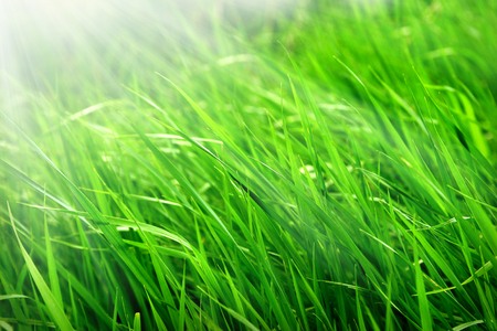 Macro shot of bright green grass sprouts in spring. Green meadow of closeup fresh grass.の写真素材