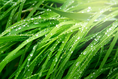 A macro shot of green grass covered with dew drops in the spring. Green sunny meadow with fresh wet grass.の写真素材