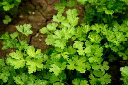 Parsley growing in the garden. Petroselinum. Close-up parsley leaves. Growing herbsの写真素材