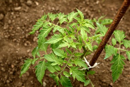 Young organic tomato seedlings grow in the ground. Tomato plants in the garden の写真素材