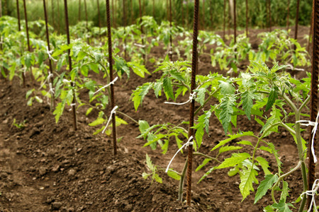 Young organic tomato seedlings grow in the ground. Tomato plants in the garden の写真素材