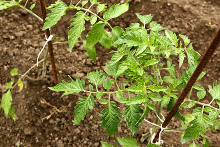 Young organic tomato seedlings grow in the ground. Tomato plants in the garden の写真素材