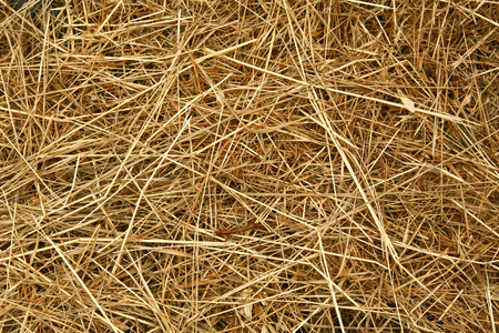 A background of dry yellow grass suitable for the texture of your design.の写真素材