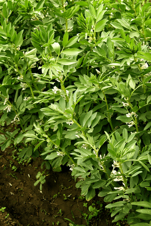 Young organic black beans seedlings grow in the ground. Beans plants in the garden の写真素材