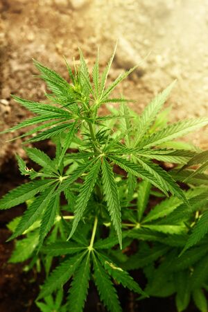 Marijuana leaves. Bush cannabis on blurred background. Marihuana plants close up.の写真素材