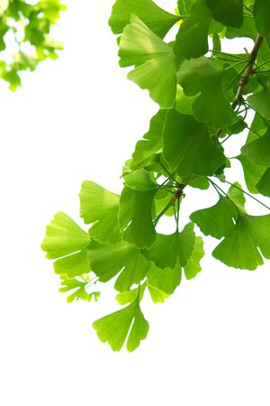 Ginkgo biloba green leaves on a tree. Ginkgo Biloba Tree Leaves on light sky.の写真素材