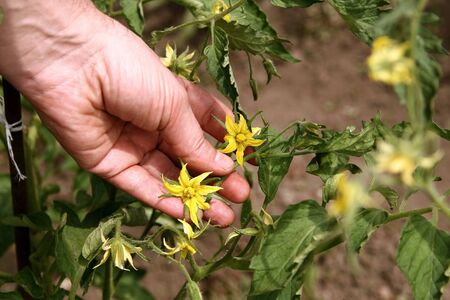 A male hand holds a young tomato plant in a home garden. Tomato seedlings. Flowering tomato plantの写真素材