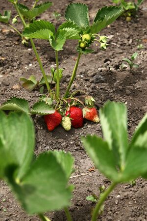 Strawberry fruits grows in the garden, organic fruit. Bush of strawberry. Organic strawberries in the garden. Ripe red fruits of strawberry plant.の写真素材