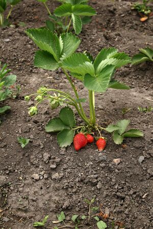 Strawberry fruits grows in the garden, organic fruit. Bush of strawberry. Organic strawberries in the garden. Ripe red fruits of strawberry plant.の写真素材